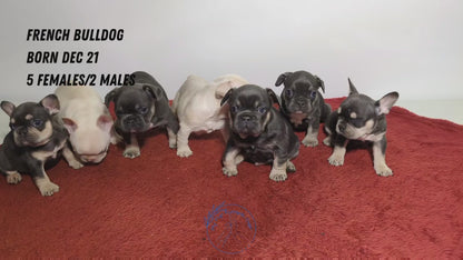 FRENCH BULLDOG (12/21) FEMALE