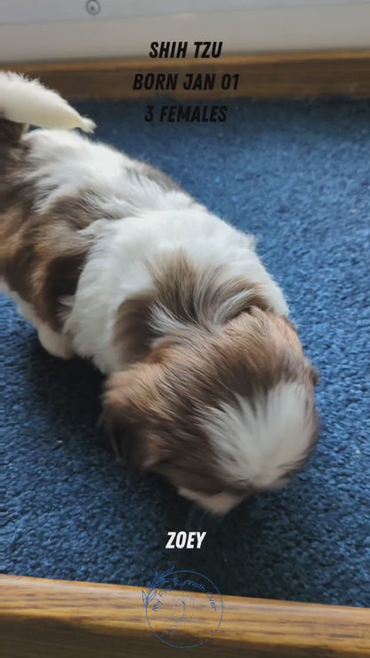 SHIH TZU (01/01) FEMALE