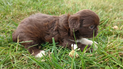 SHIH TZU (06/22) MALE