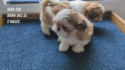 SHIH TZU (12/23) MALE