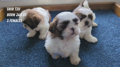 SHIH TZU (01/01) FEMALE