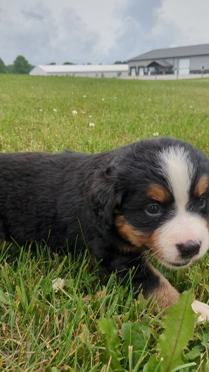 BERNESE MOUNTAIN DOG (06/03) FEMALE