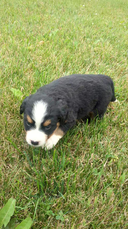 BERNESE MOUNTAIN DOG (06/03) FEMALE