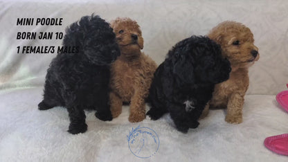 MINI POODLE (01/10) FEMALE