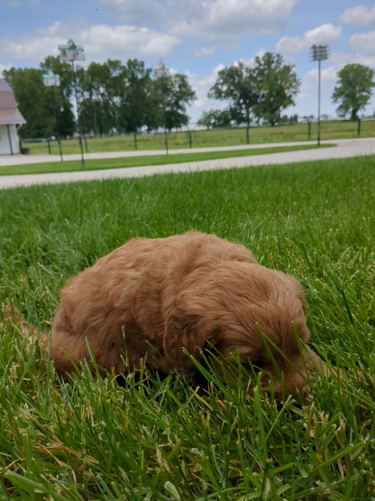 GOLDENDOODLE (05/03) MALE