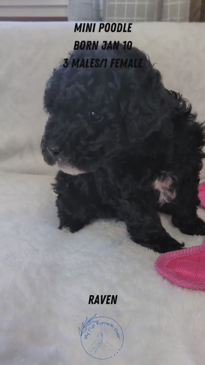 MINI POODLE (01/10) FEMALE