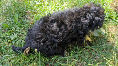 TOY POODLE (07/20) MALE