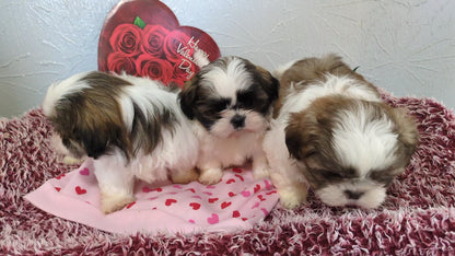 SHIH TZU (12/08) MALE