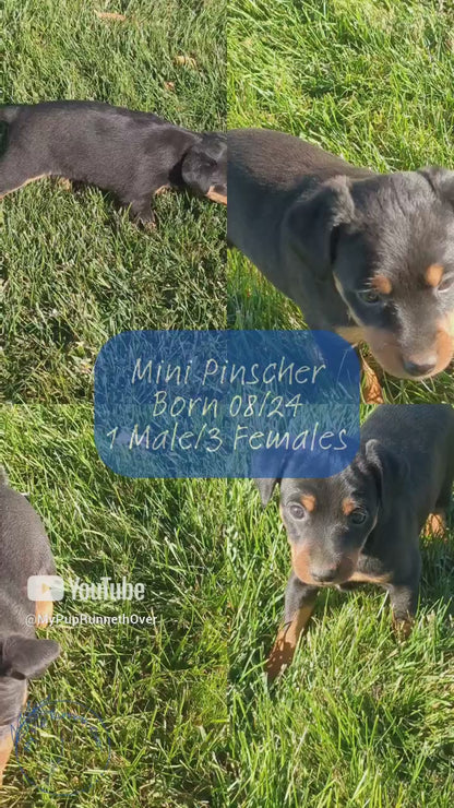 MINI PINSCHER (08/24) FEMALE