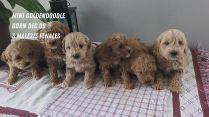 MINI GOLDENDOODLE (12/09) FEMALE