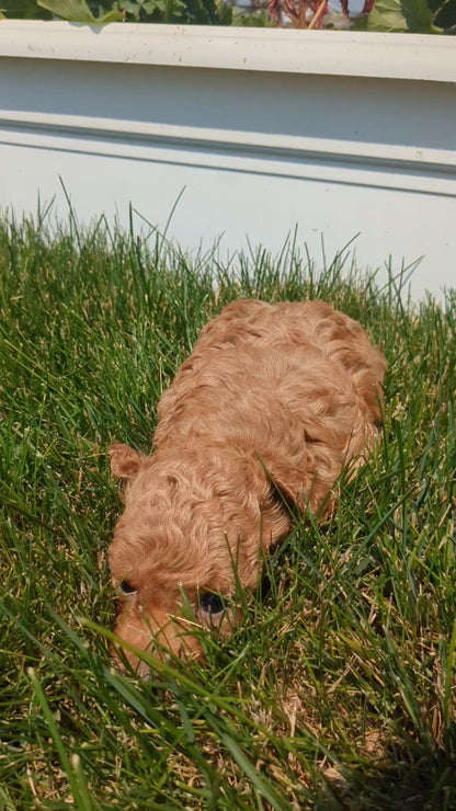 TOY POODLE (05/12) MALE