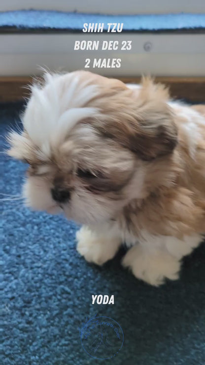 SHIH TZU (12/23) MALE