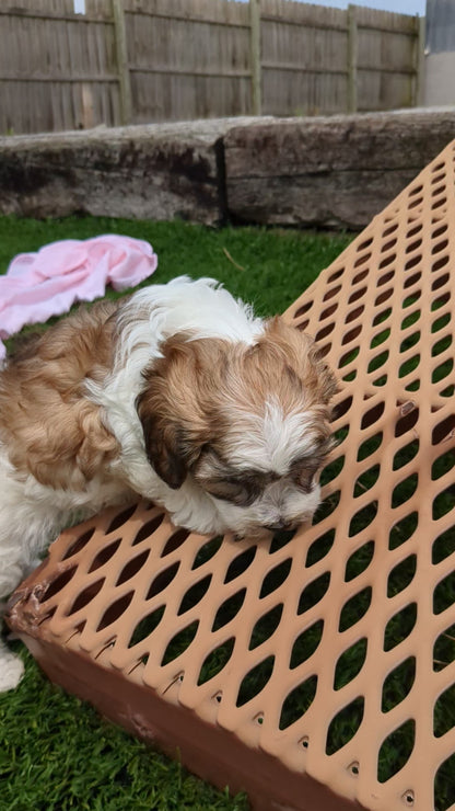 CAVAPOO (05/15) FEMALE