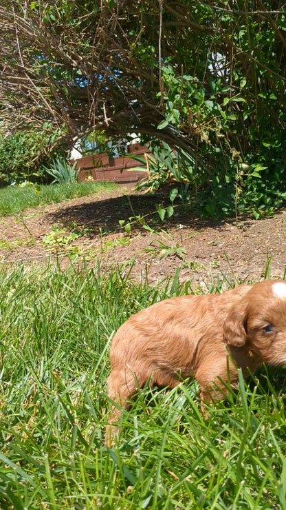 CAVAPOO (05/12) MALE