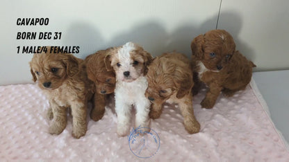 CAVAPOO (12/31) MALE