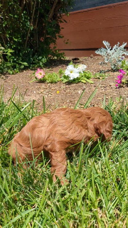 CAVAPOO (05/12) MALE