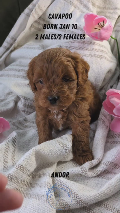 CAVAPOO (01/10) FEMALE