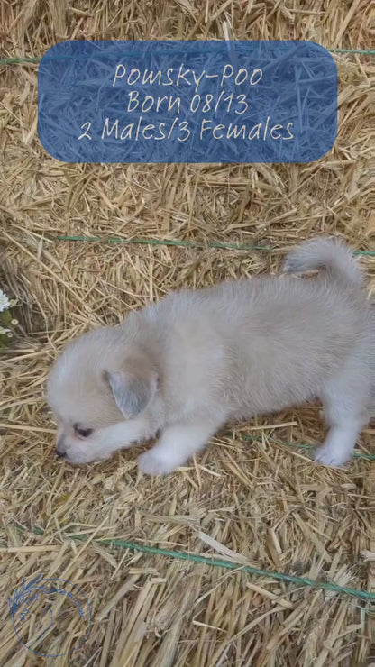 POMSKY-POO (08/13) FEMALE