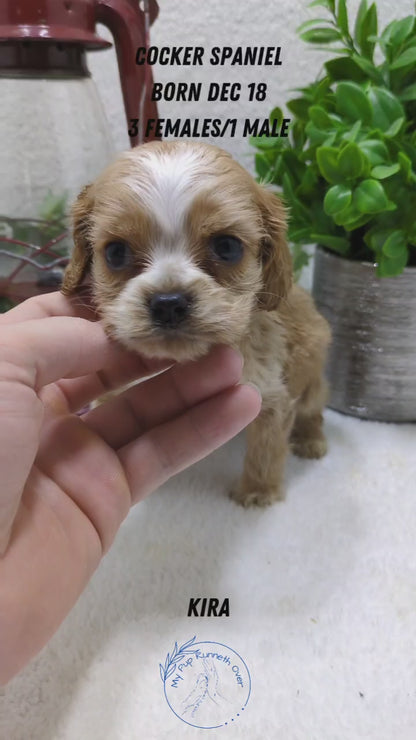 COCKER SPANIEL (12/18) FEMALE