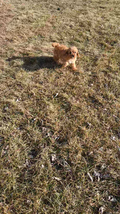 CAVAPOO (01/17) FEMALE