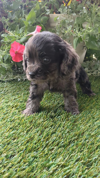 COCKER SPANIEL (07/24) MALE