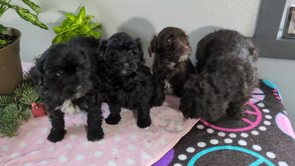 MINI LABRADOODLE (11/26) MALE