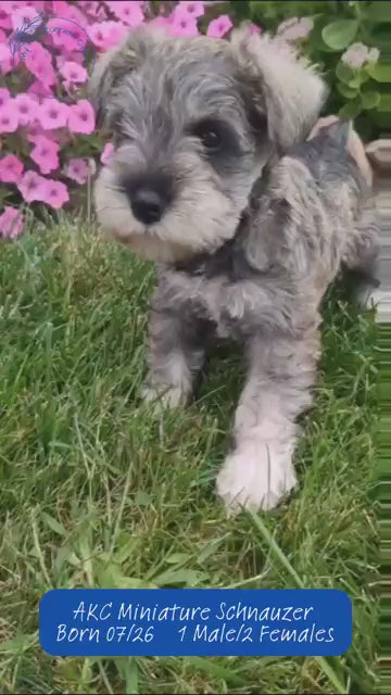 MINI SCHNAUZER (07/26) MALE