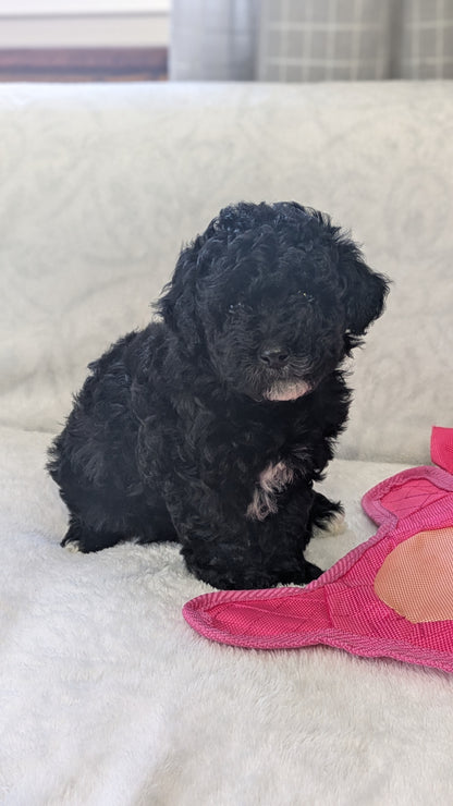 MINI POODLE (01/10) FEMALE