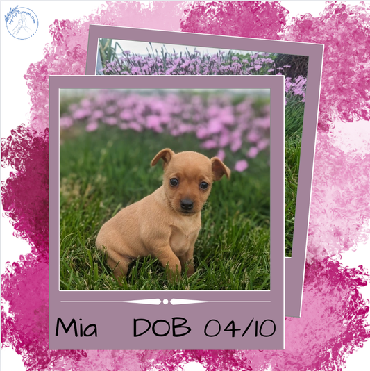 MINI PINSCHER (04/10) FEMALE