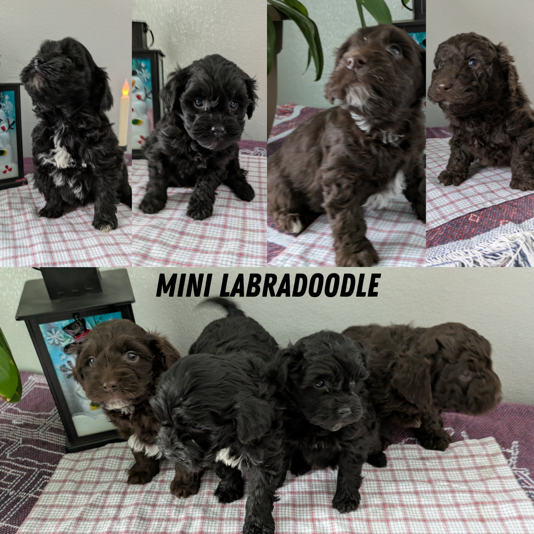 MINI LABRADOODLE (11/26) MALE