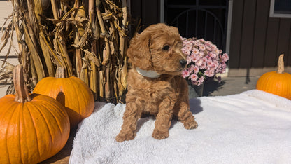 MINI POODLE (08/20) MALE