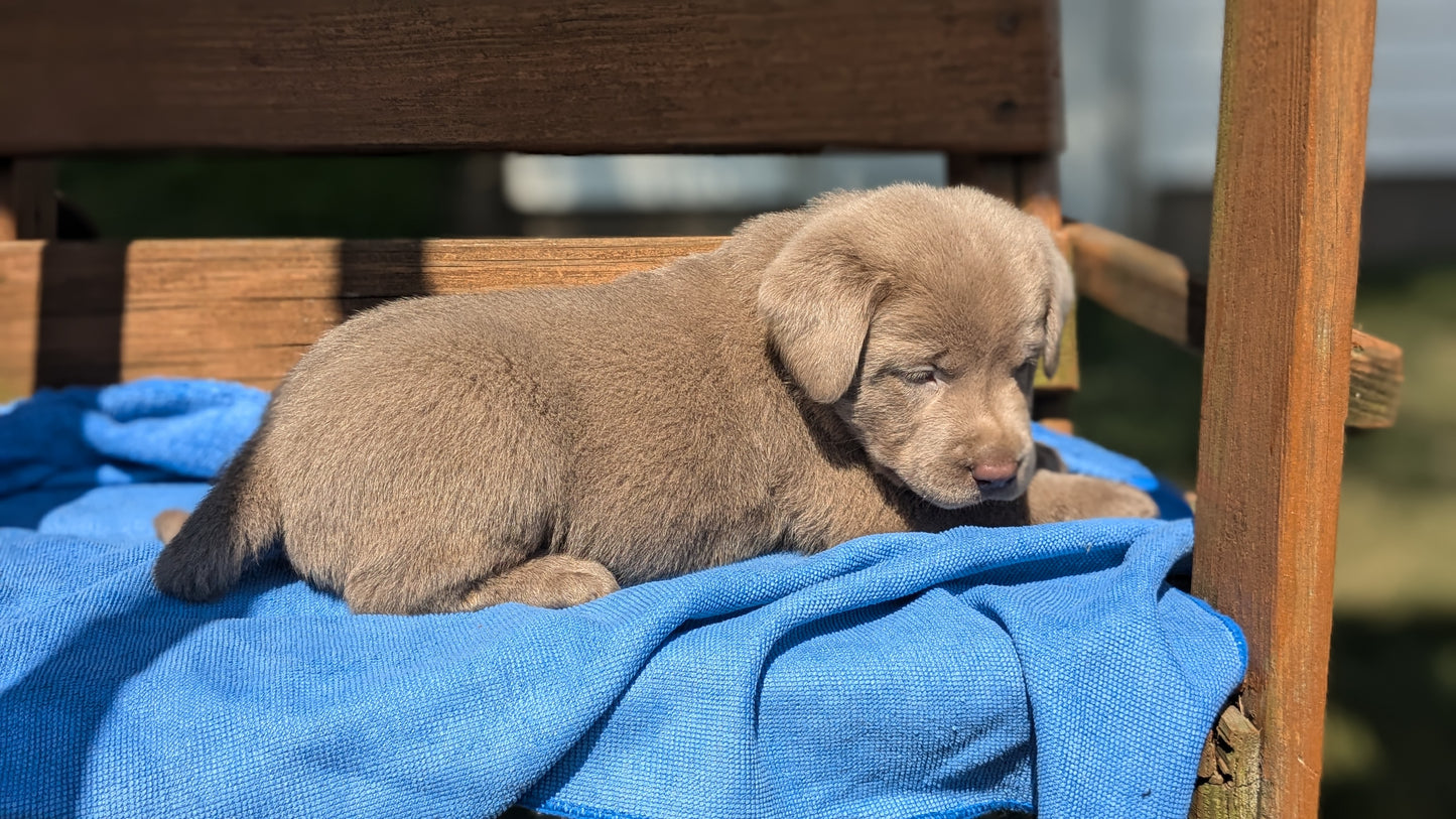 LABRADOR RETRIEVER (08/01) MALE