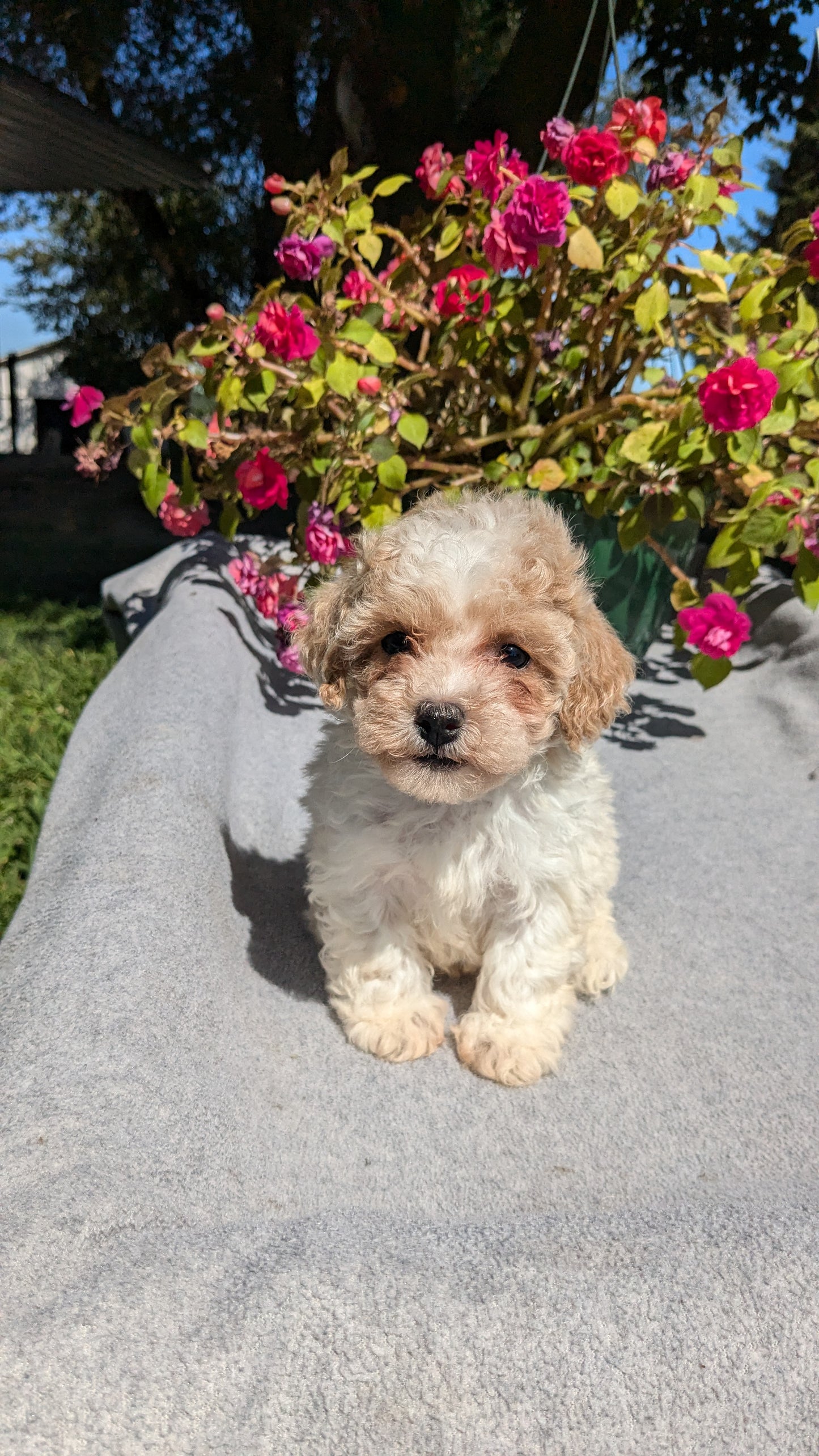 TOY POODLE (07/20) MALE