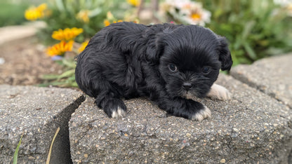 SHIH TZU (06/22) FEMALE