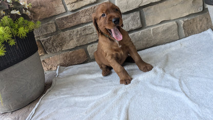 IRISH SETTER (07/20) MALE