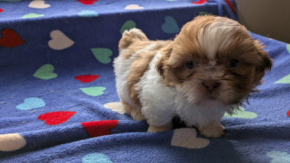 SHIH TZU (10/22) MALE