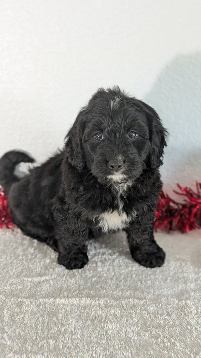 MINI BERNEDOODLE (10/14) FEMALE