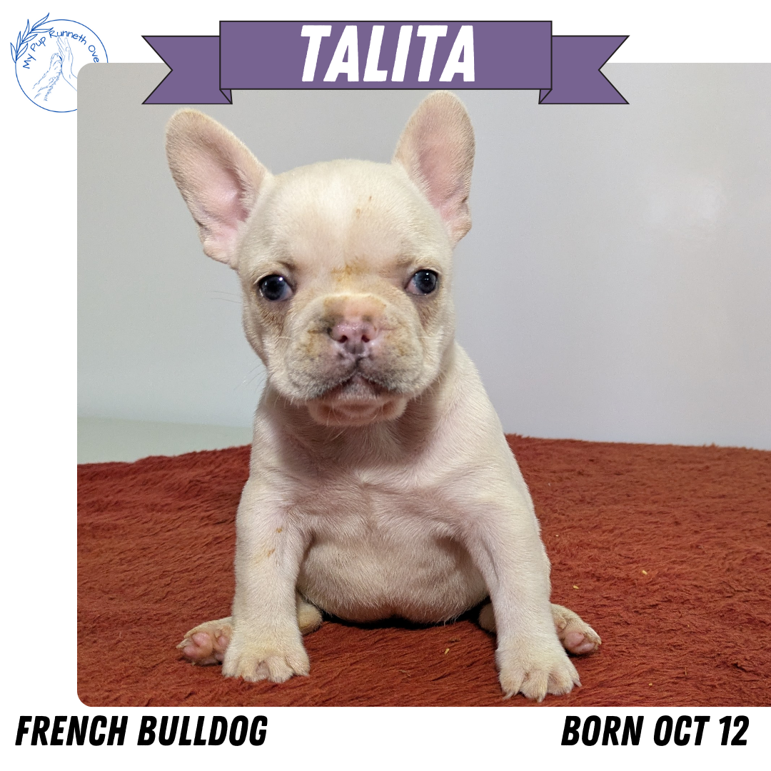 FRENCH BULLDOG (12/21) FEMALE