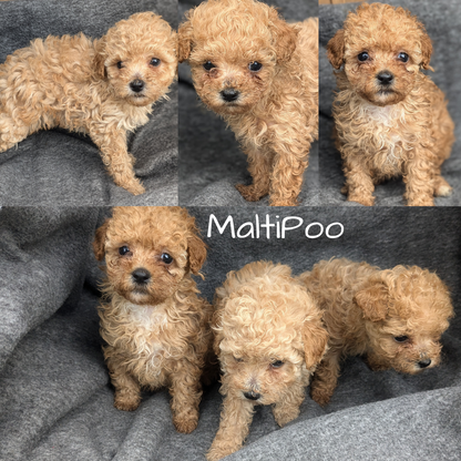 MALTIPOO (09/23) FEMALE