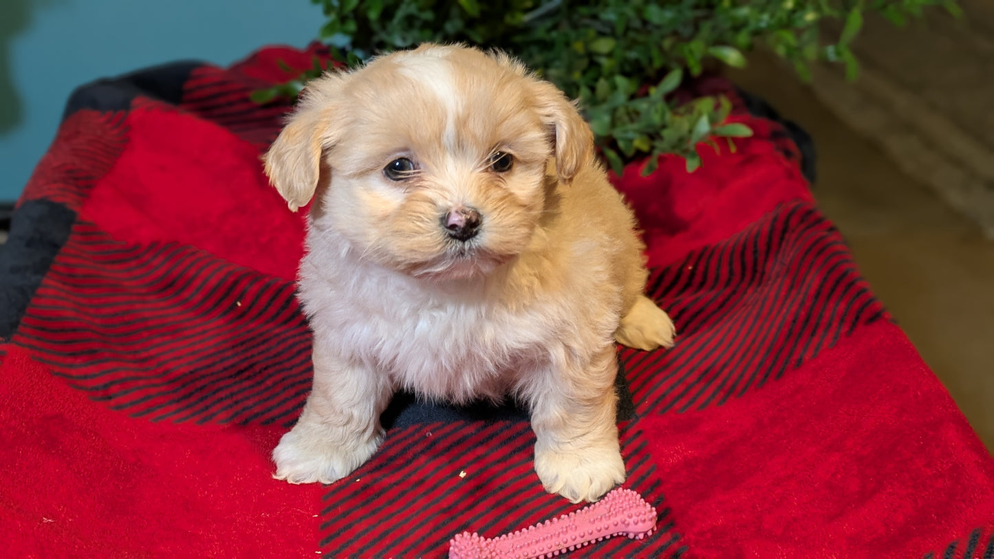 SHIHPOO (11/17) FEMALE