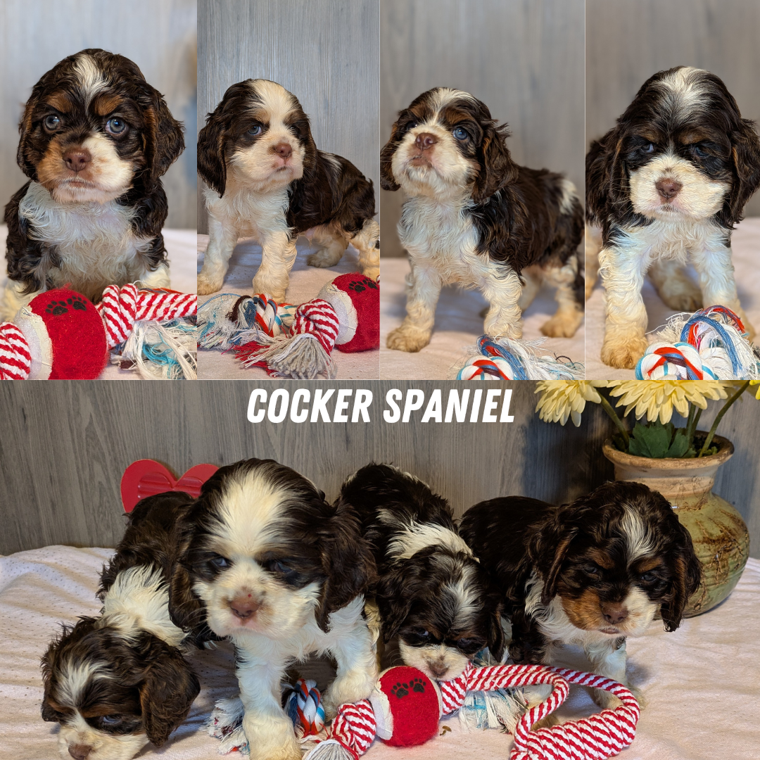 COCKER SPANIEL (12/21) FEMALE