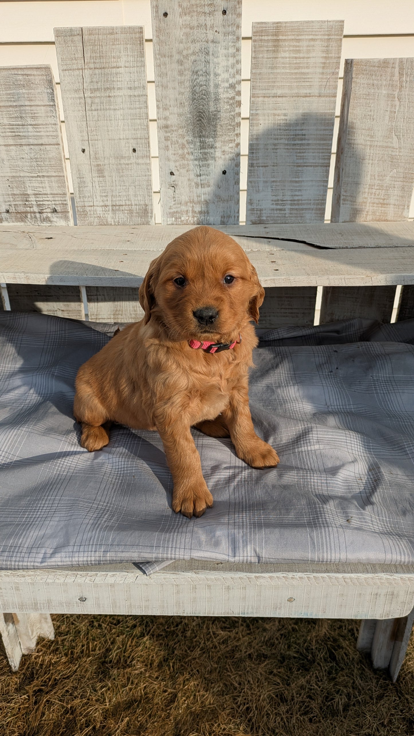 GOLDEN RETRIEVER (12/24) FEMALE