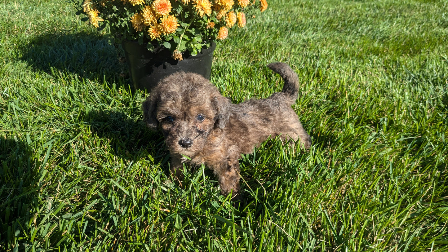 TOY POODLE (08/24) MALE