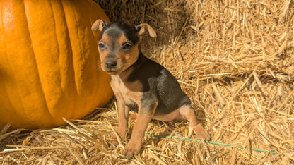 MINI PINSCHER (08/25) FEMALE