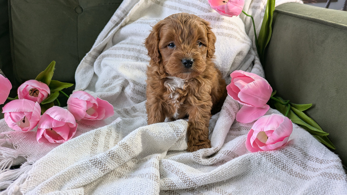 CAVAPOO (01/10) MALE