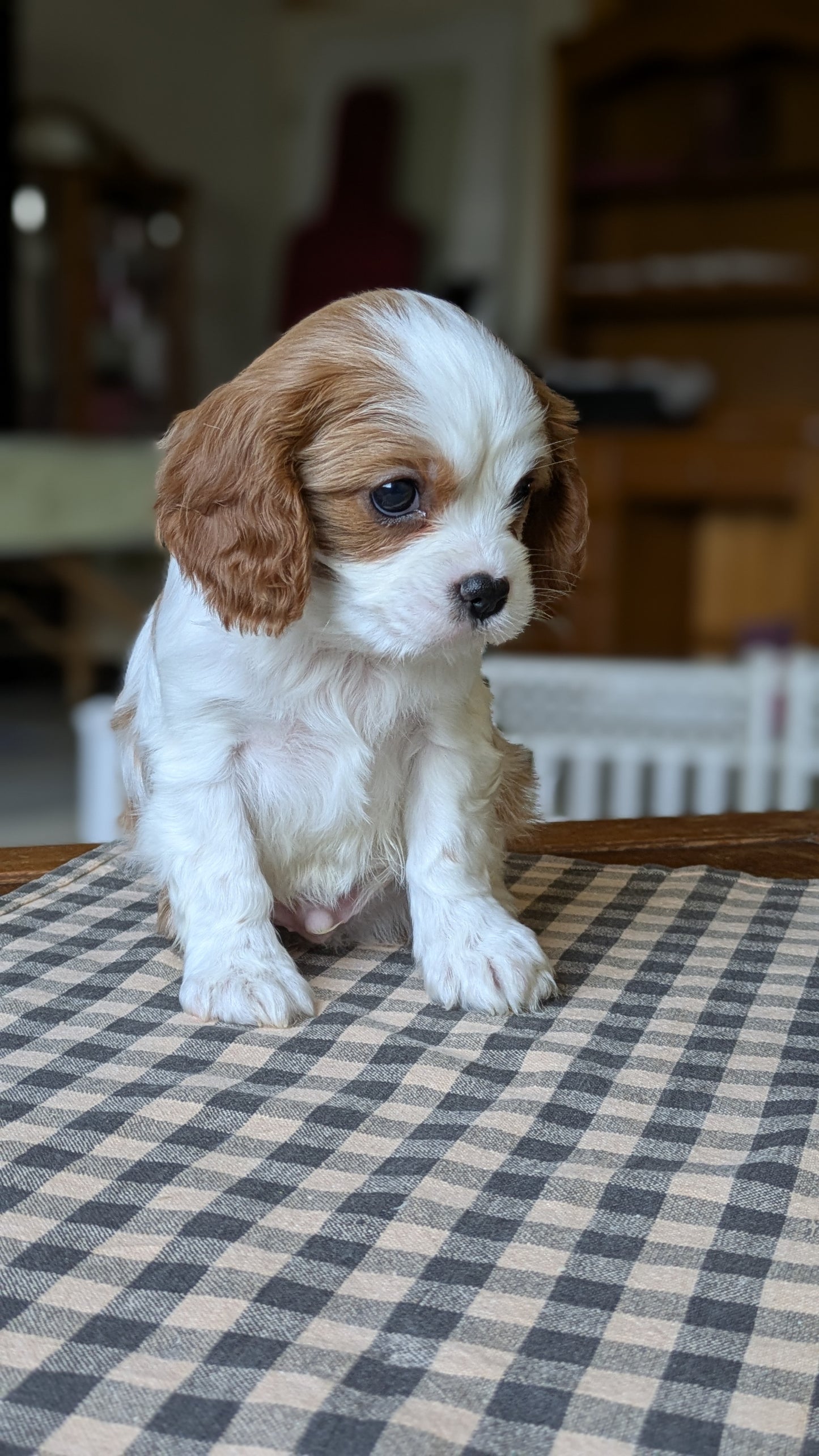 CAVALIER (12/26) MALE