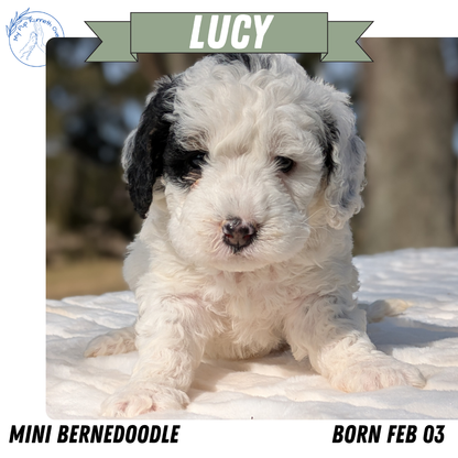 MINI BERNEDOODLE (02/03) FEMALE