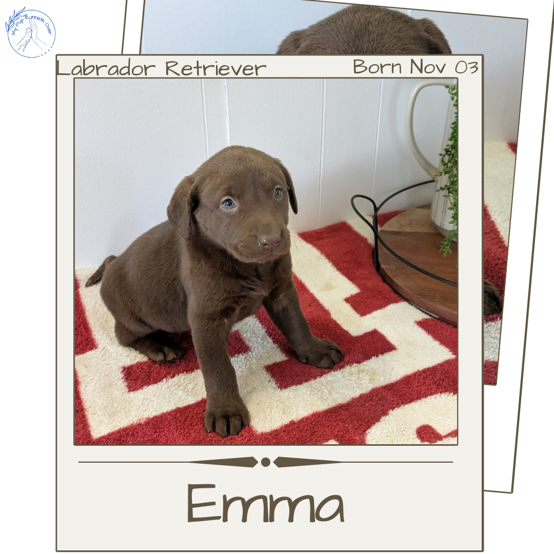 LABRADOR RETRIEVER (11/03) FEMALE