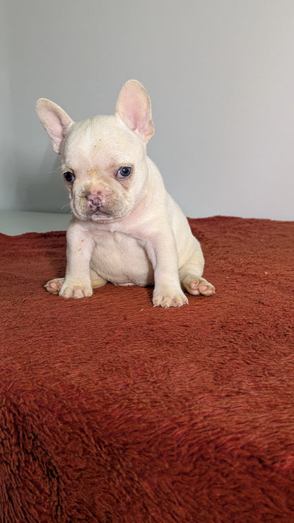 FRENCH BULLDOG (12/21) FEMALE