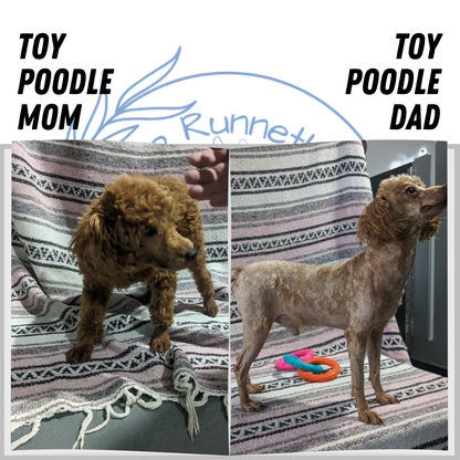 TOY POODLE (11/02) FEMALE